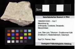 Foto (Objket + Etiketten) von Mecochirus sp. 